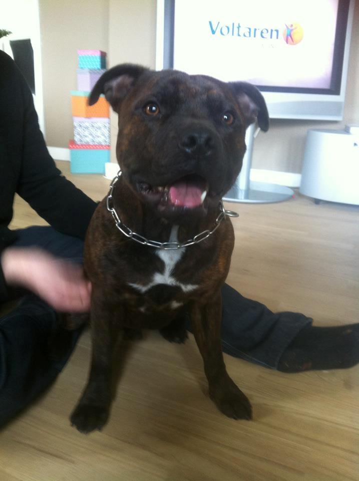 Staffordshire bull terrier Argo billede 13