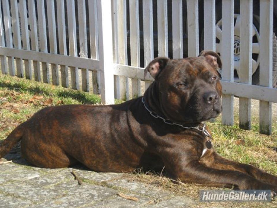 Staffordshire bull terrier Argo billede 3