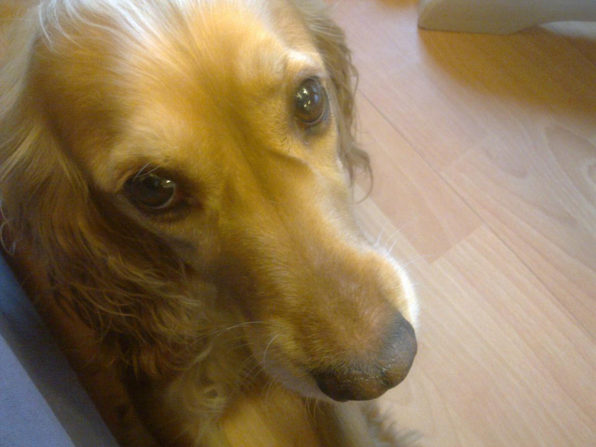 Cocker spaniel molly billede 16