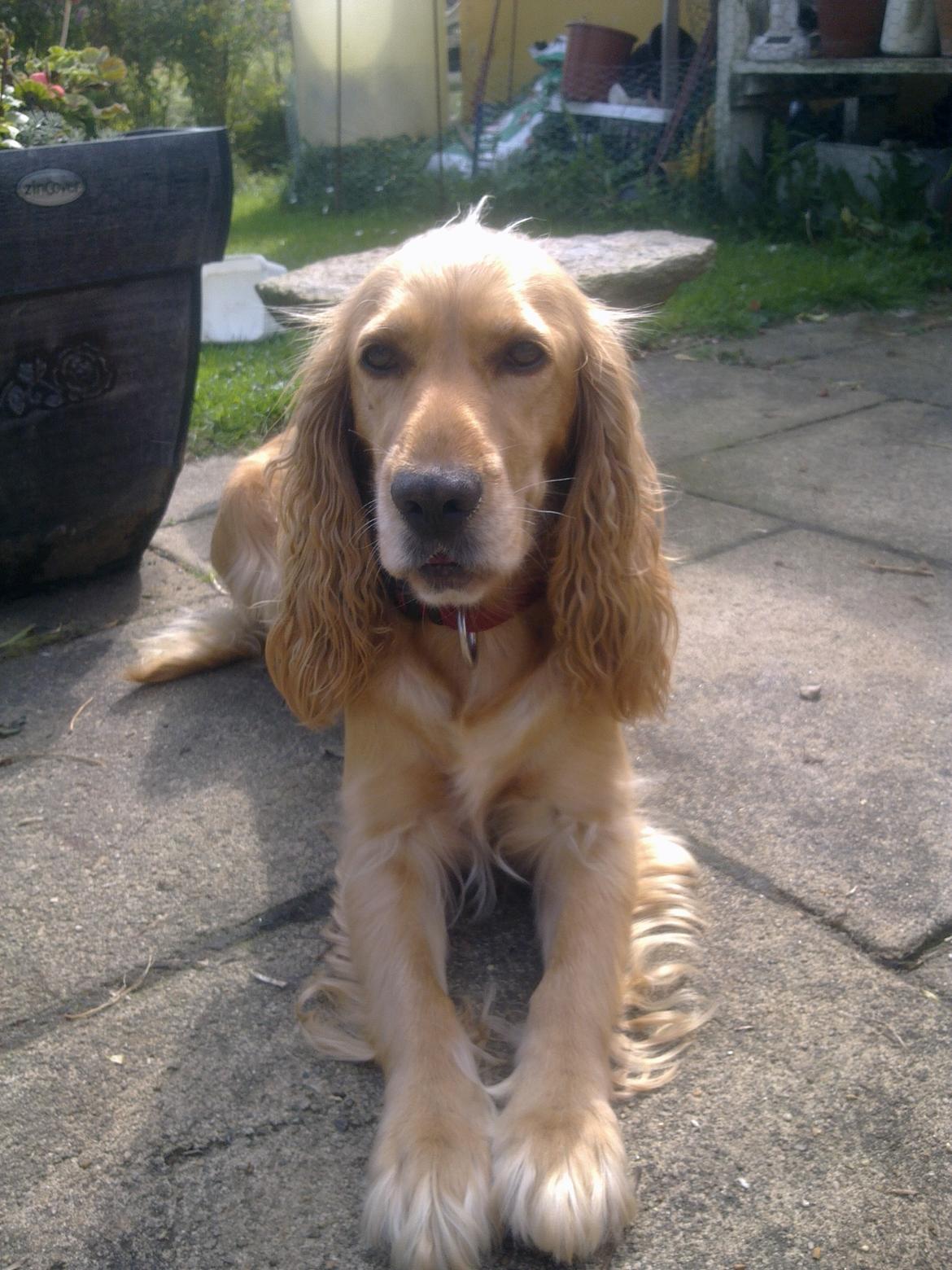 Cocker spaniel molly billede 17