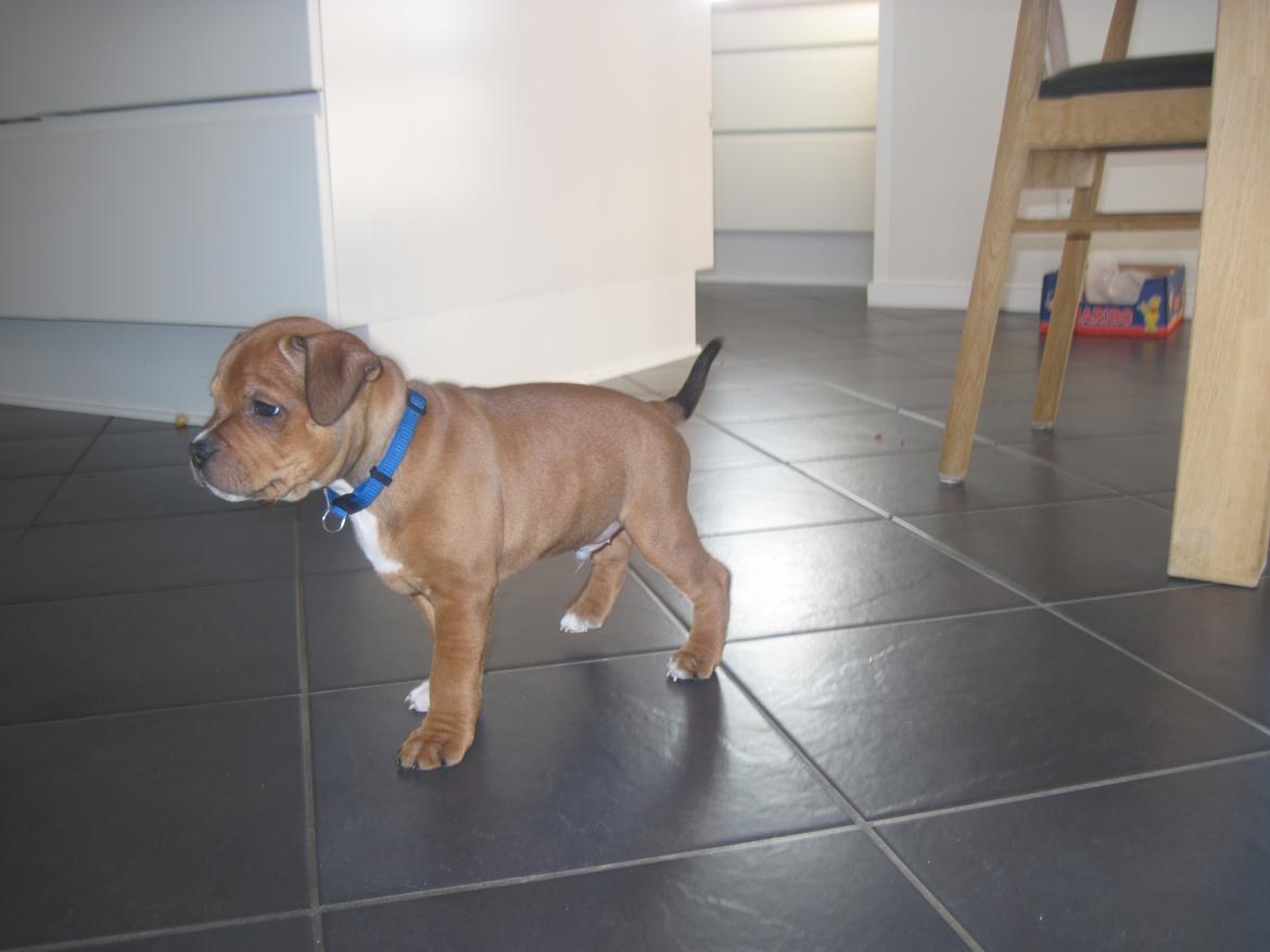 Staffordshire bull terrier Tovdal Sulja Boy - Enzo billede 16