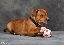 Staffordshire bull terrier Tovdal Sulja Boy - Enzo billede 17