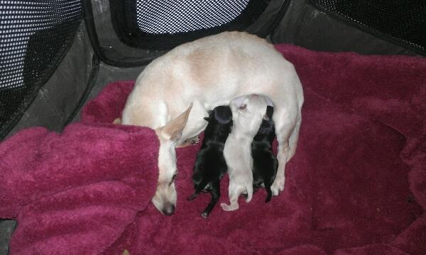 Chihuahua Over The Rainbow Of Varius Canis ** Rambo ** - Den 11.05.12 blev Rambo far til 3 små raske hvalpe <3 Mor er så stolt af dig .. :) billede 20