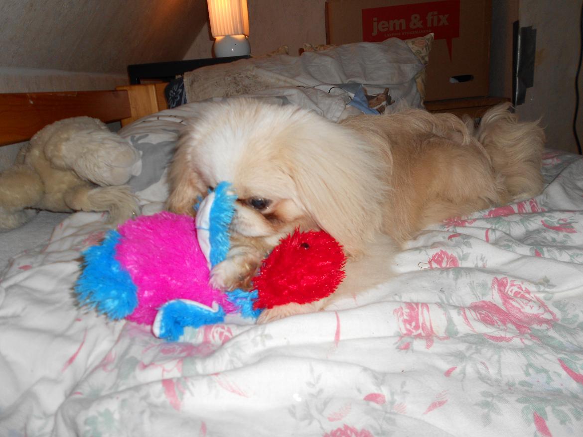 Pekingeser Siko - Når jeg stjeler tøjbamser :D billede 7
