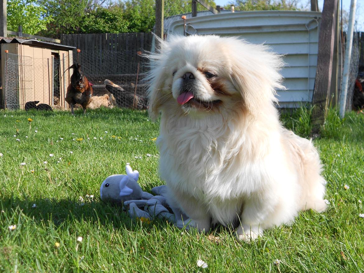 Pekingeser Siko billede 14