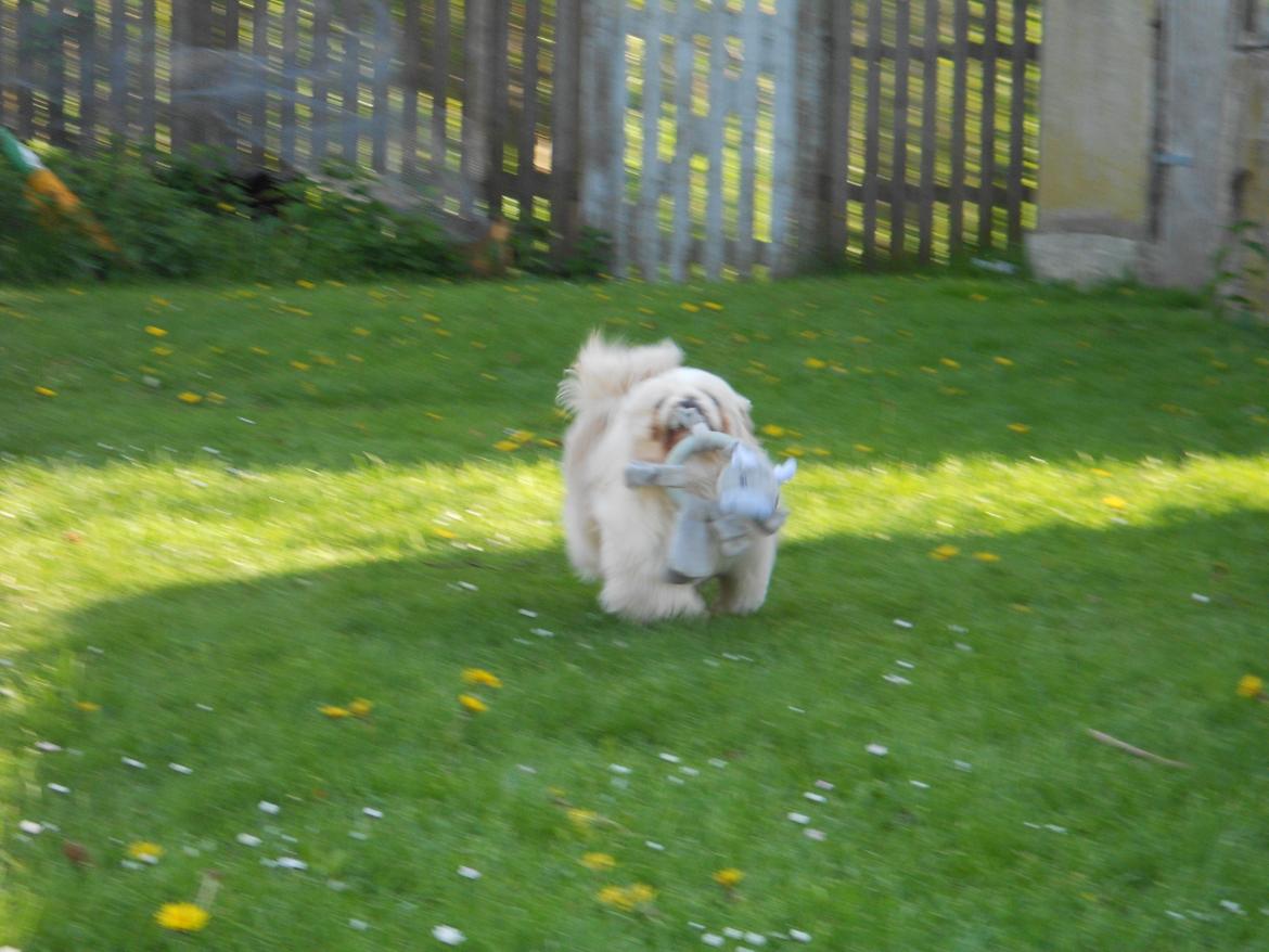 Pekingeser Siko billede 15