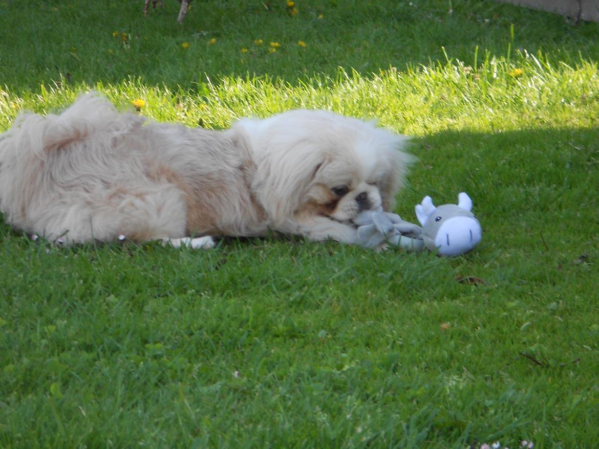 Pekingeser Siko billede 16