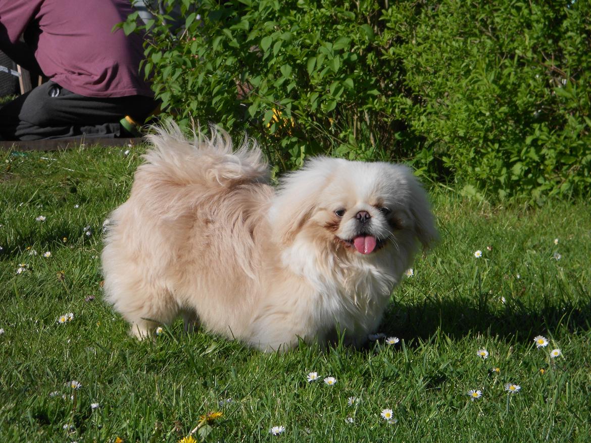 Pekingeser Siko billede 17