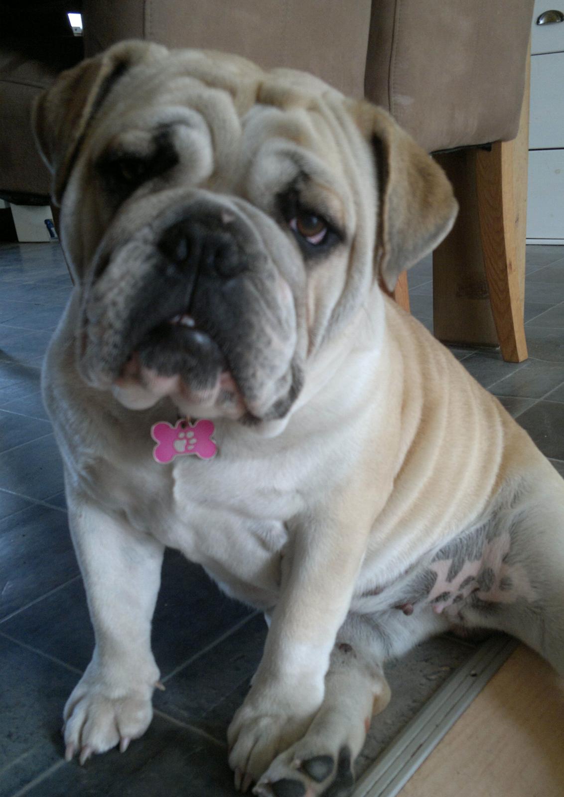 Engelsk bulldog Ronja  billede 14