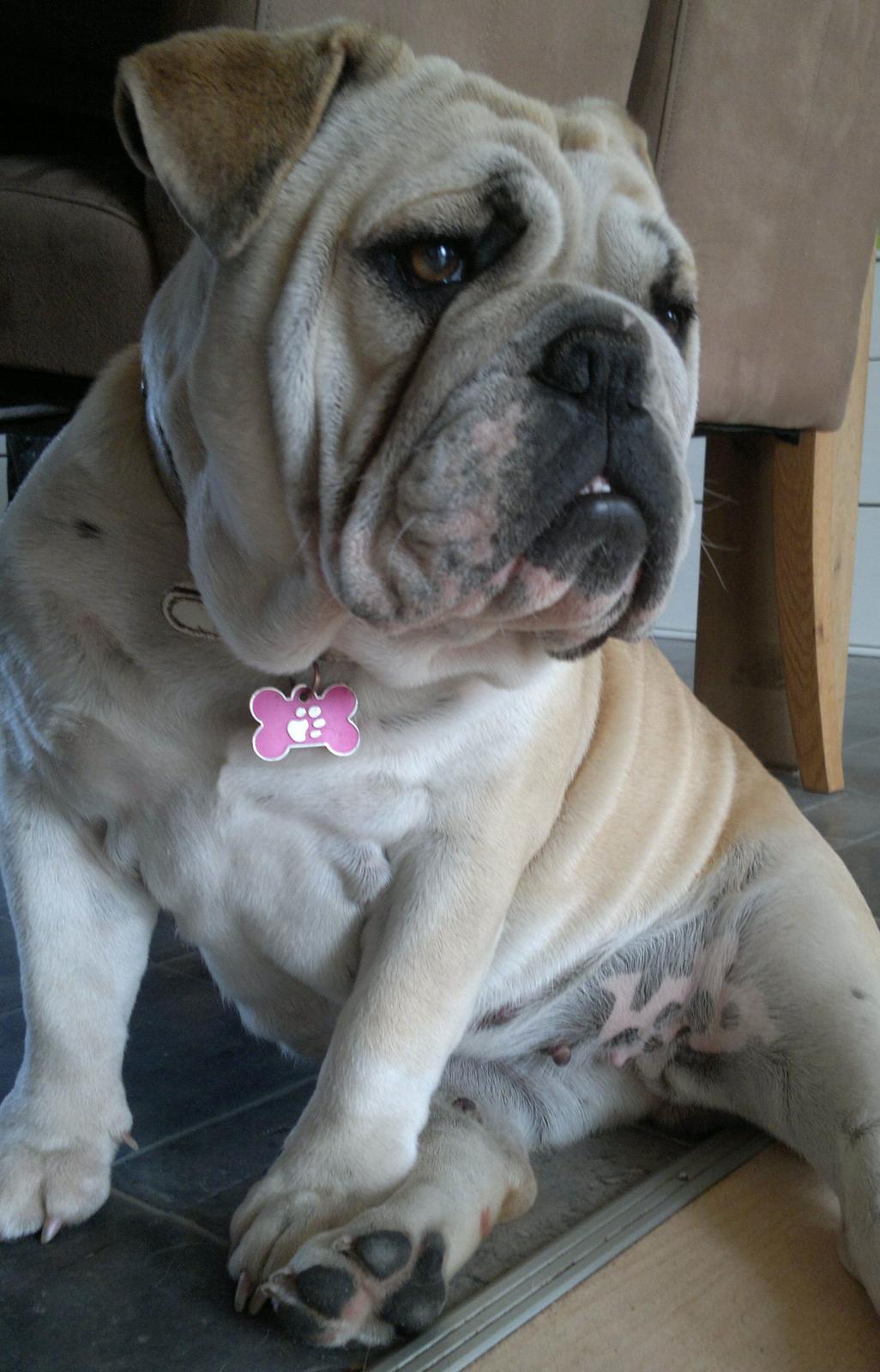 Engelsk bulldog Ronja  billede 15
