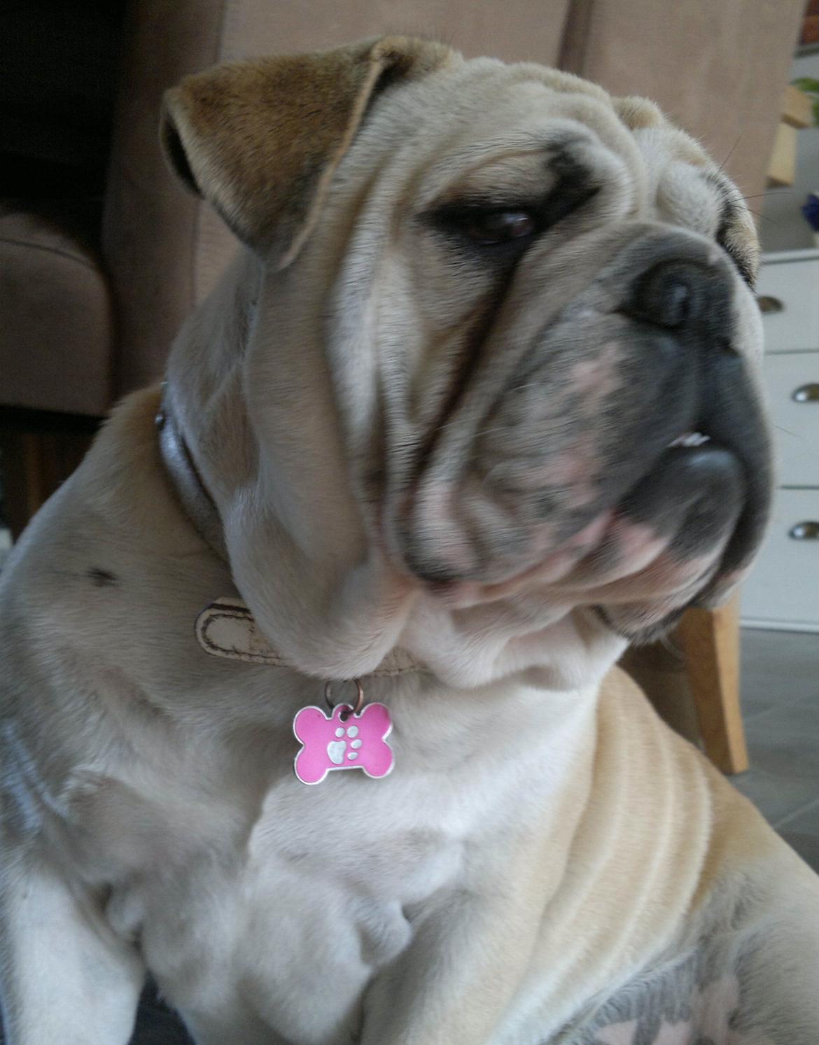 Engelsk bulldog Ronja  billede 16