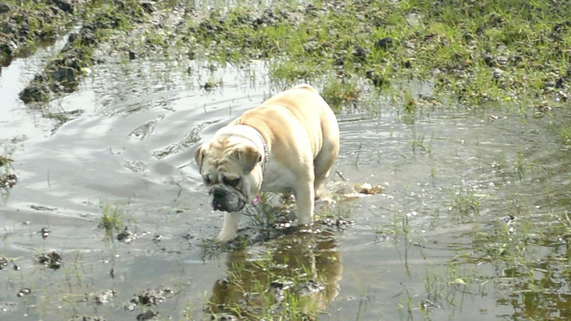 Engelsk bulldog Ronja  billede 17