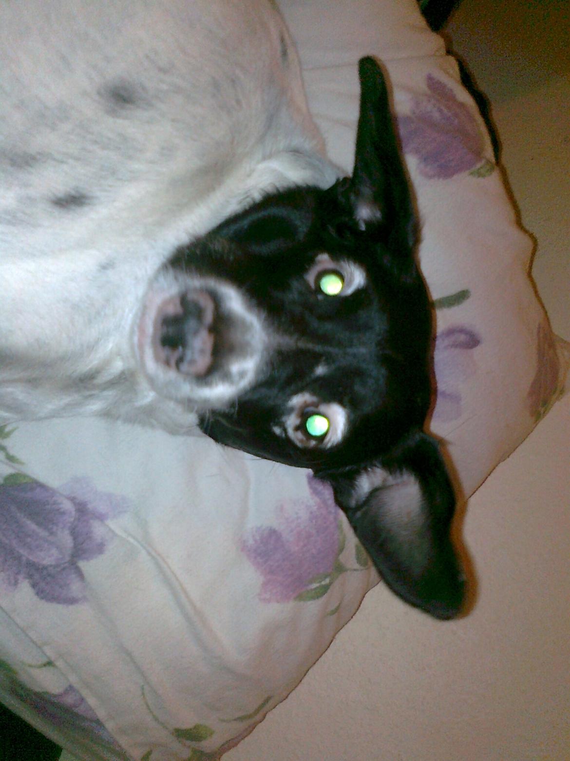 Dansk svensk gaardhund Nala "Himmelhund" billede 12