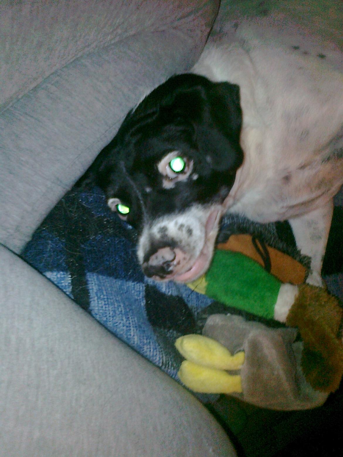 Dansk svensk gaardhund Nala "Himmelhund" billede 13