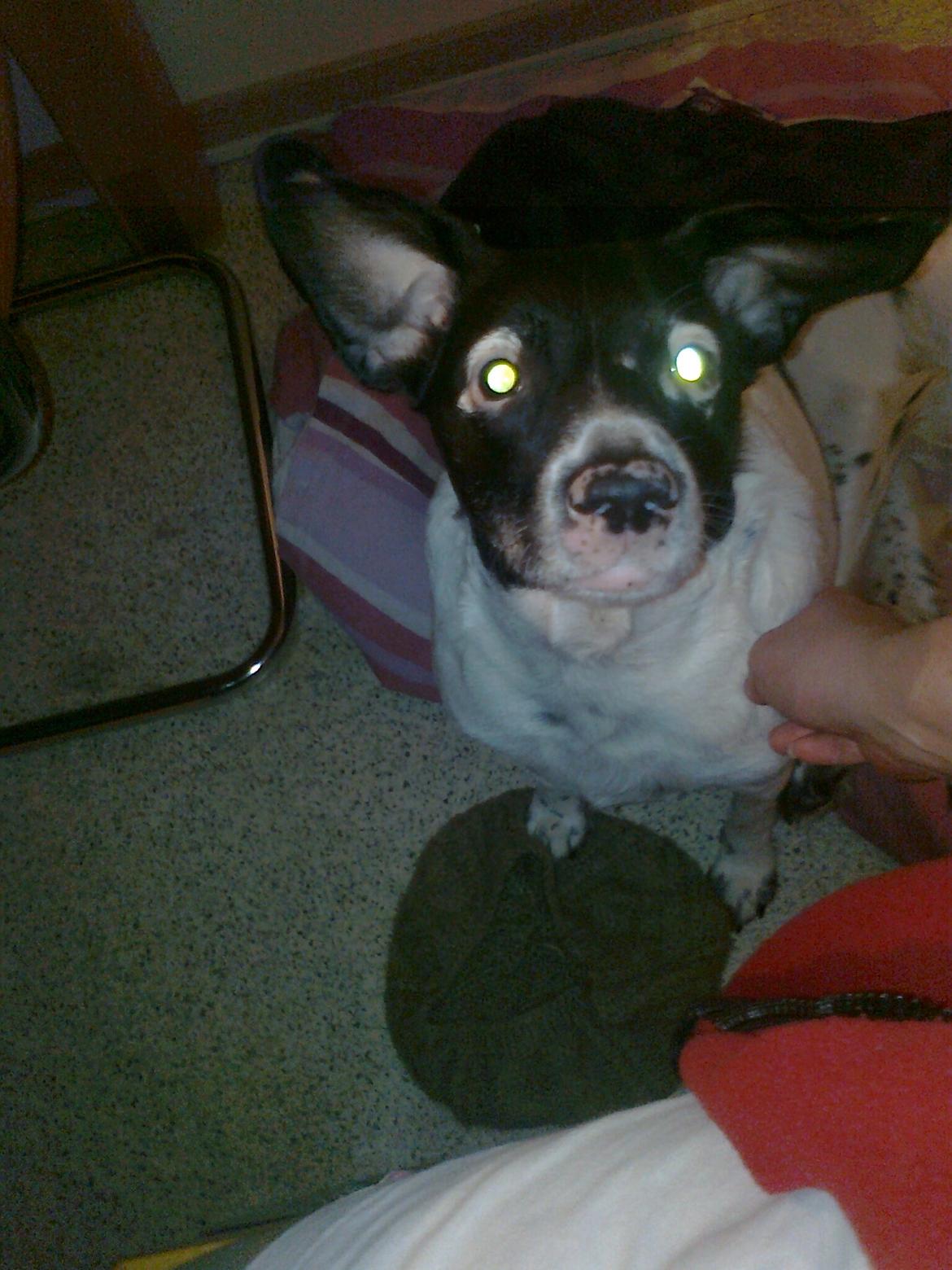 Dansk svensk gaardhund Nala "Himmelhund" billede 14