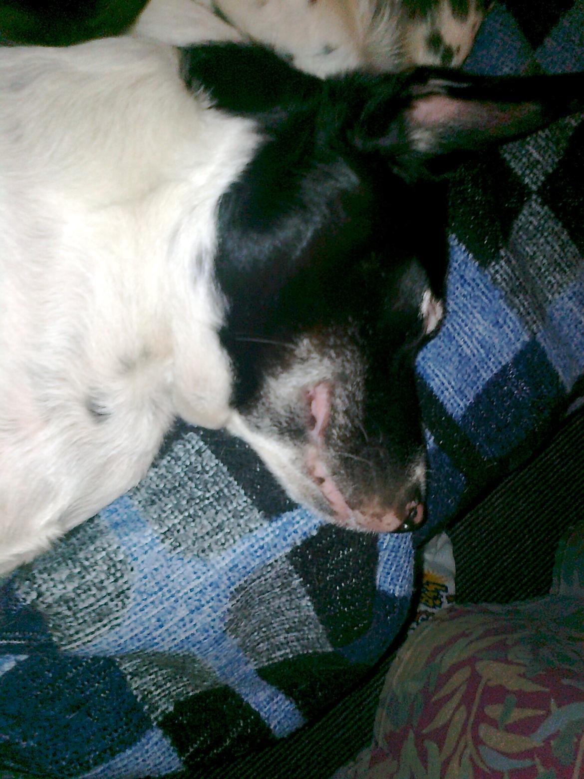 Dansk svensk gaardhund Nala "Himmelhund" billede 15