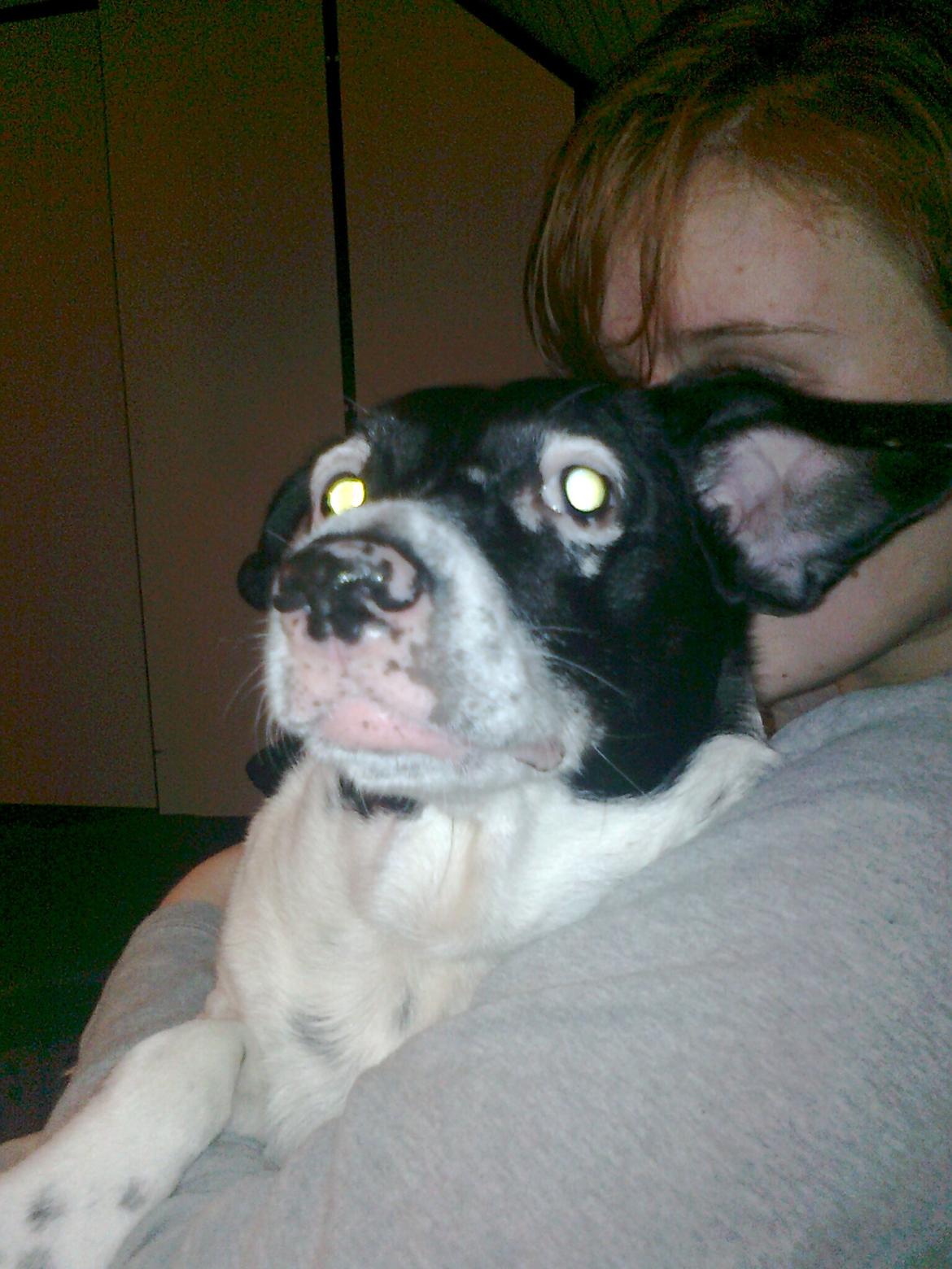 Dansk svensk gaardhund Nala "Himmelhund" billede 16