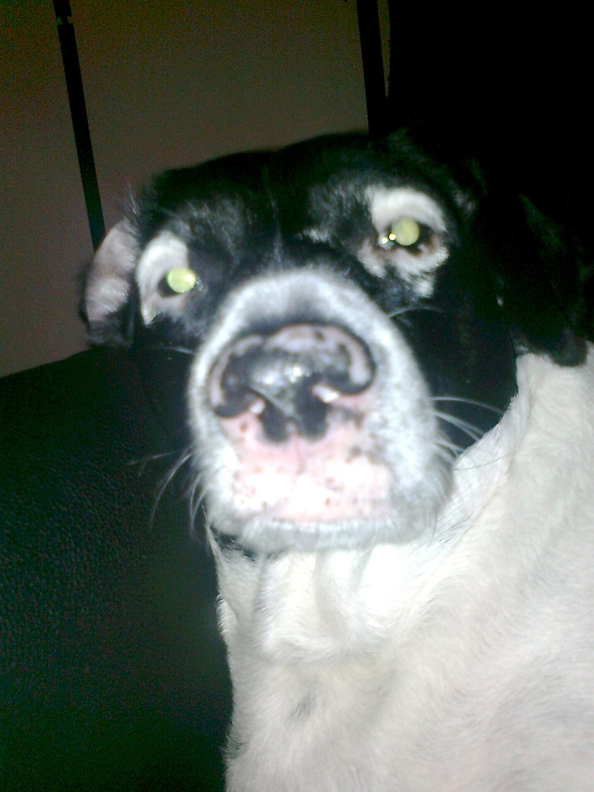 Dansk svensk gaardhund Nala "Himmelhund" billede 17