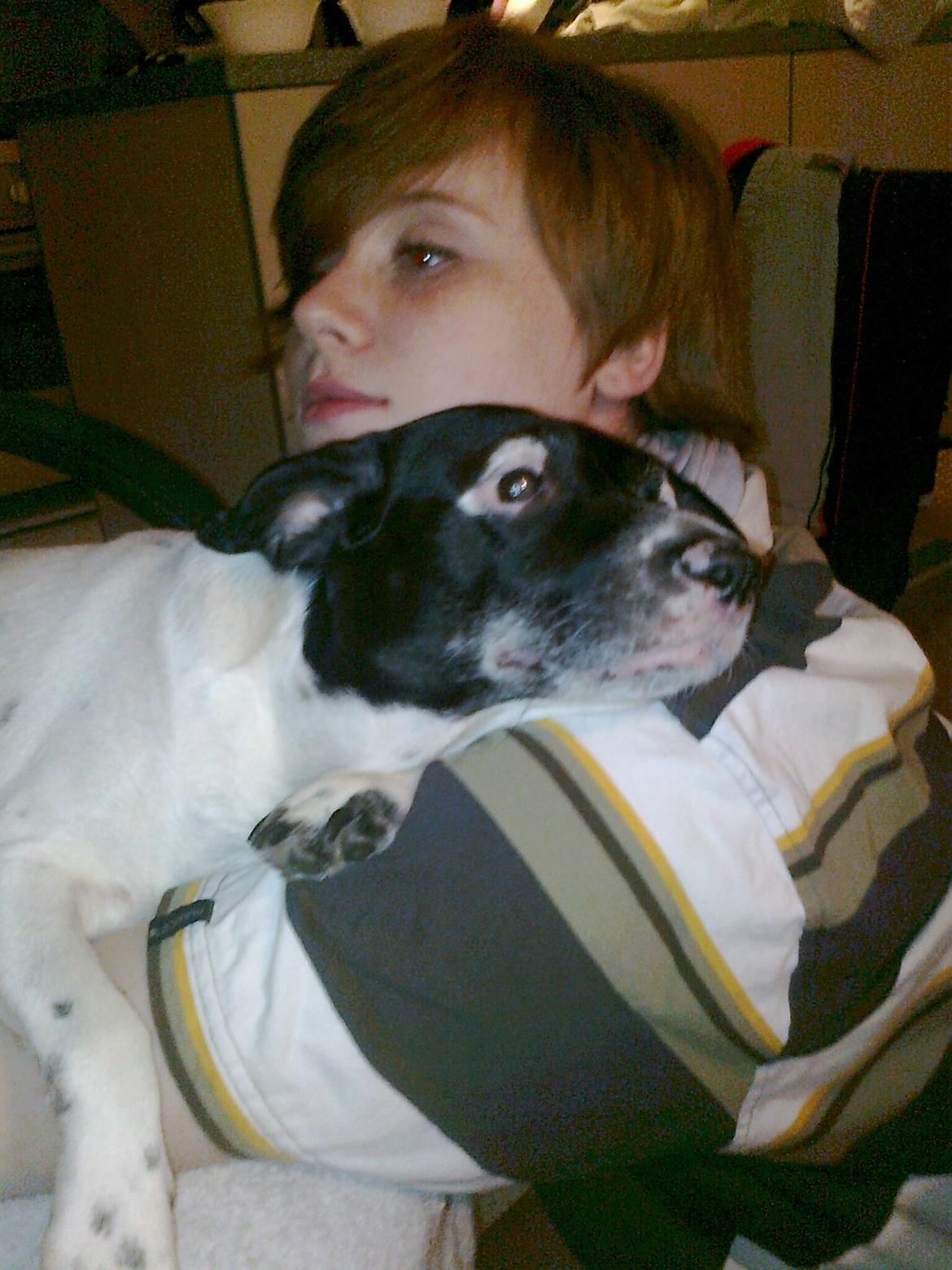 Dansk svensk gaardhund Nala "Himmelhund" billede 18