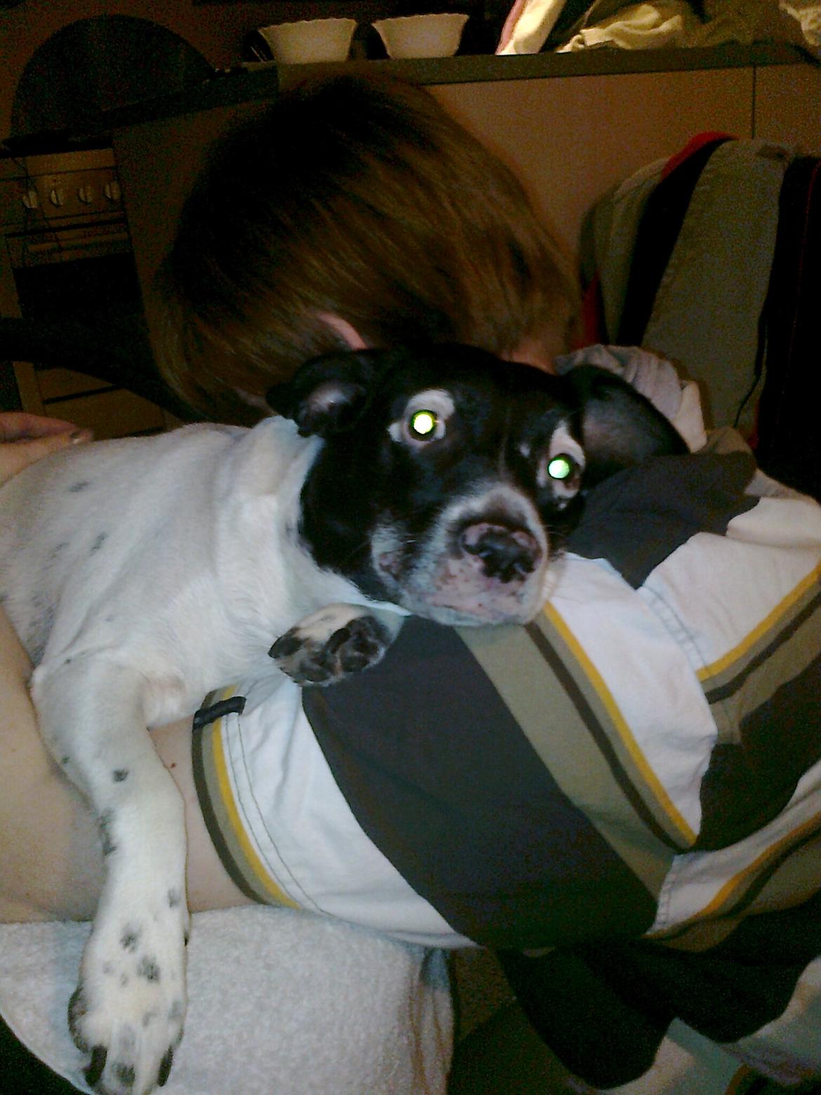 Dansk svensk gaardhund Nala "Himmelhund" billede 19