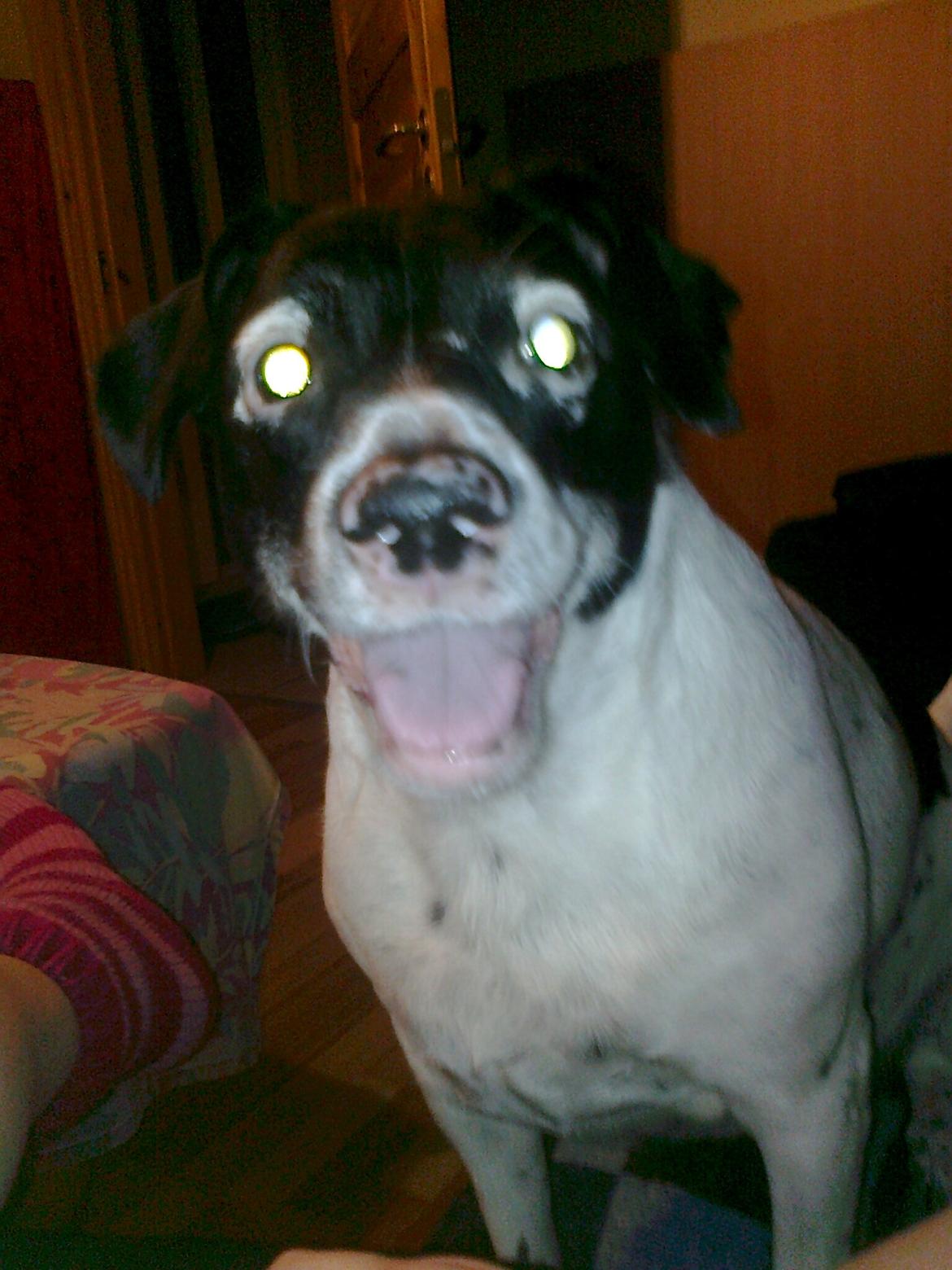 Dansk svensk gaardhund Nala "Himmelhund" billede 20