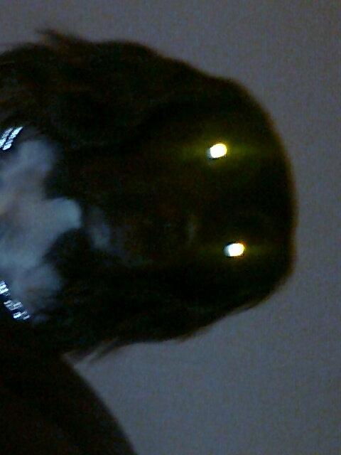 Kleiner münsterländer Ziva "Himmelhund" billede 9