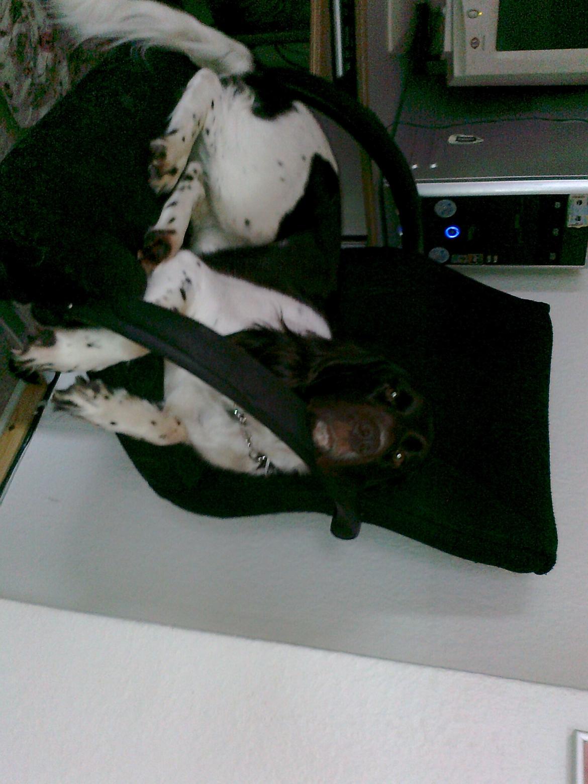 Kleiner münsterländer Ziva "Himmelhund" billede 10