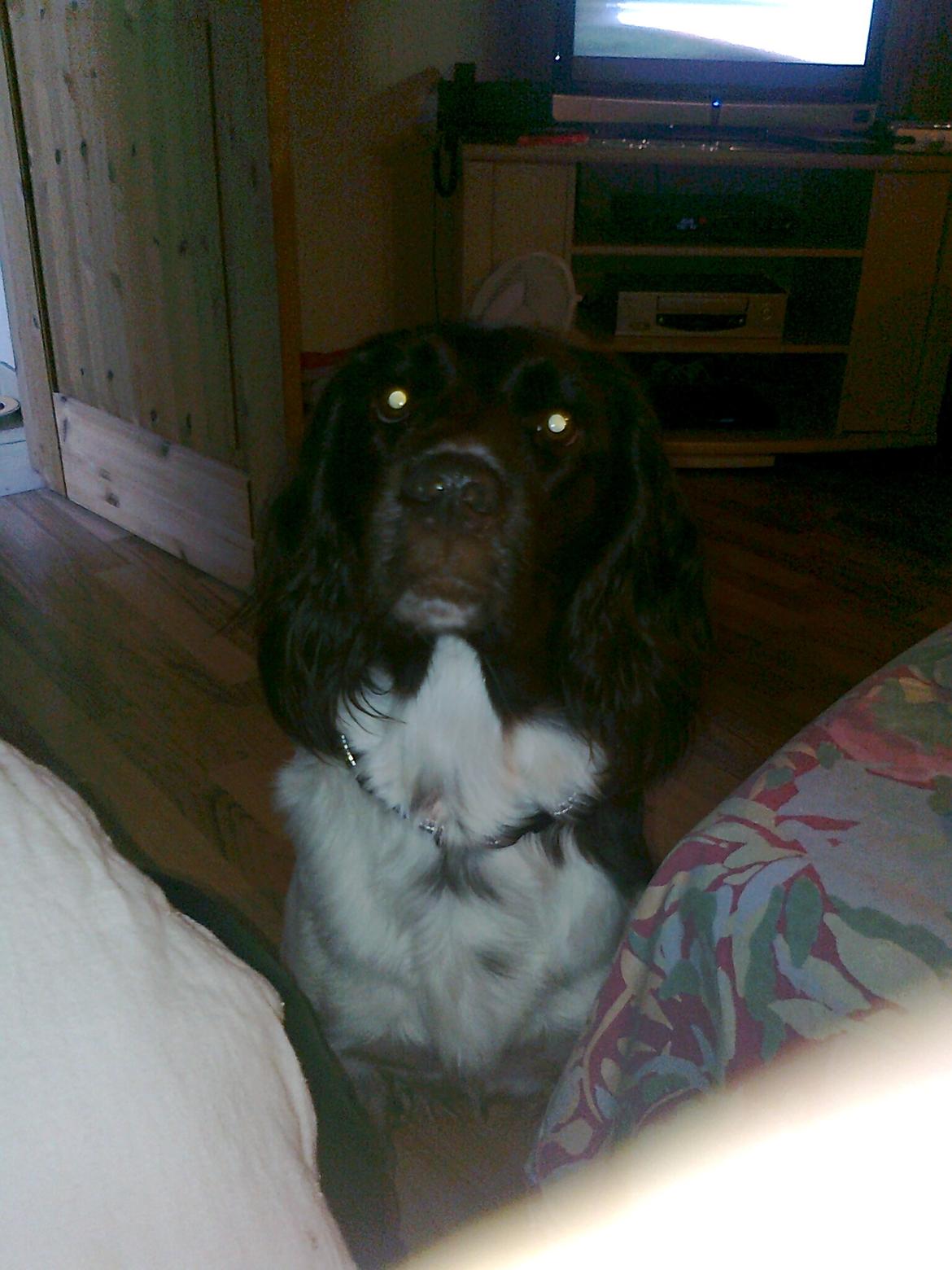 Kleiner münsterländer Ziva "Himmelhund" billede 11