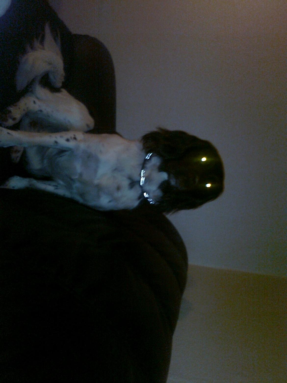 Kleiner münsterländer Ziva "Himmelhund" billede 12