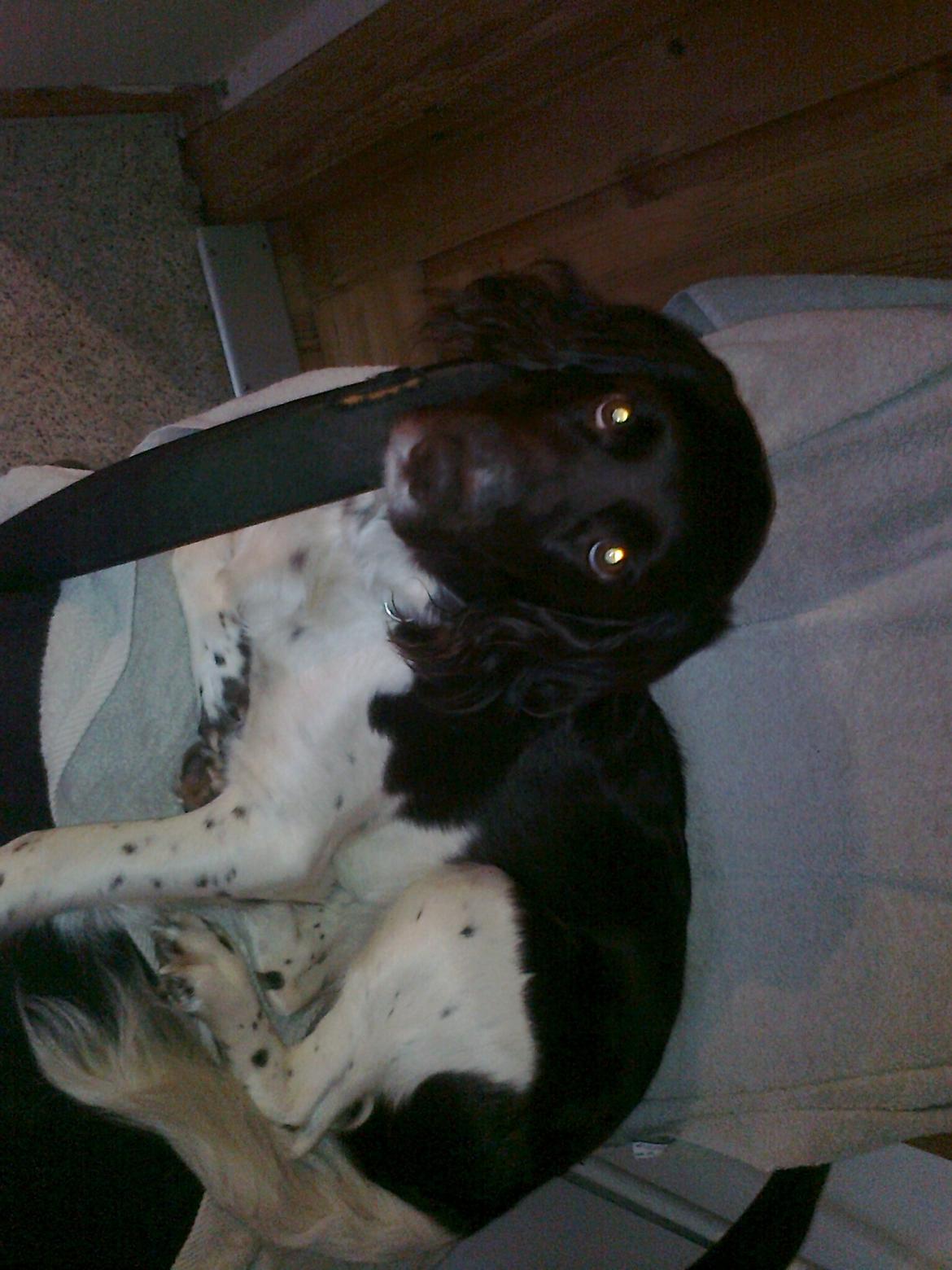 Kleiner münsterländer Ziva "Himmelhund" billede 13