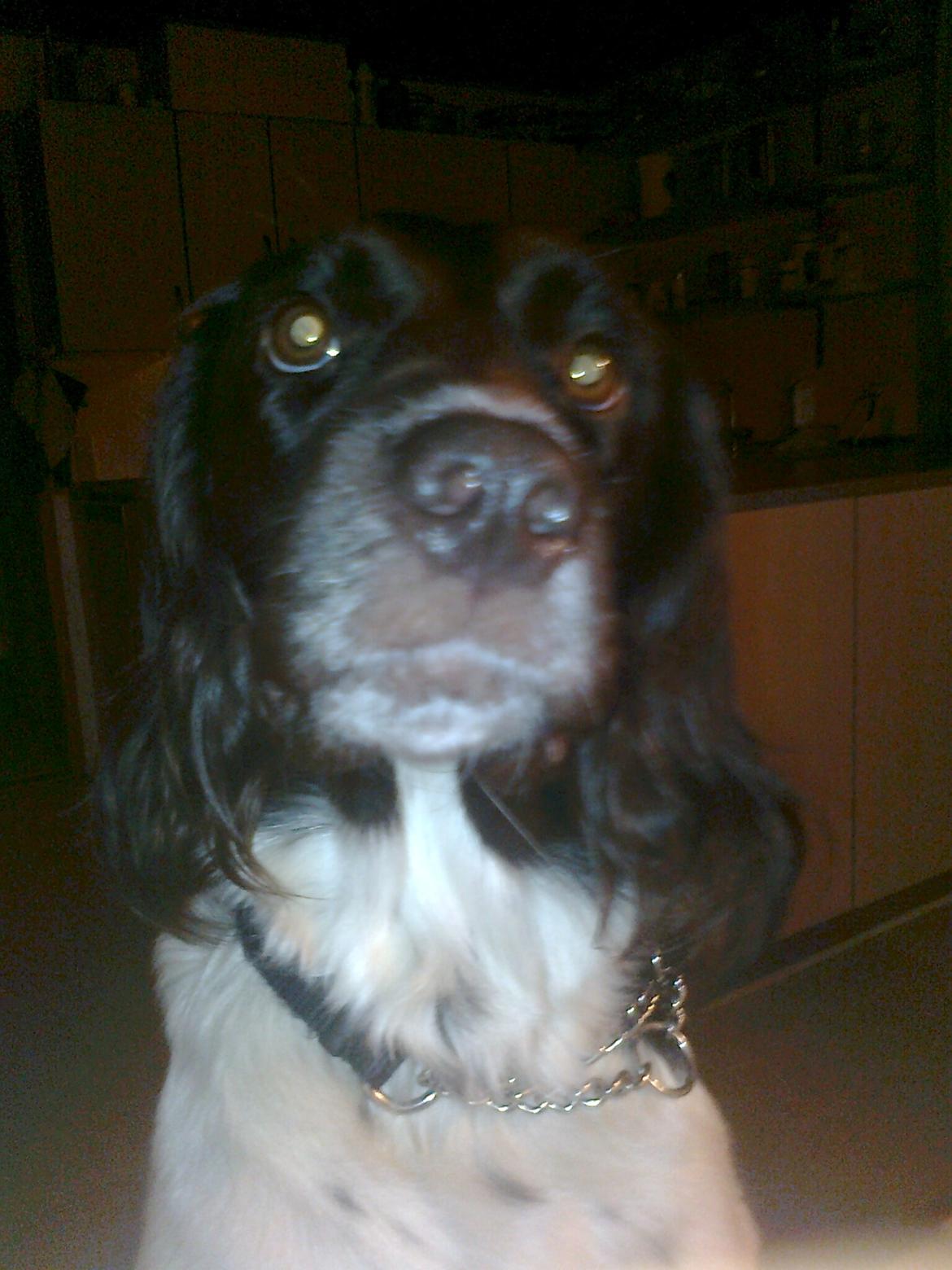 Kleiner münsterländer Ziva "Himmelhund" billede 14