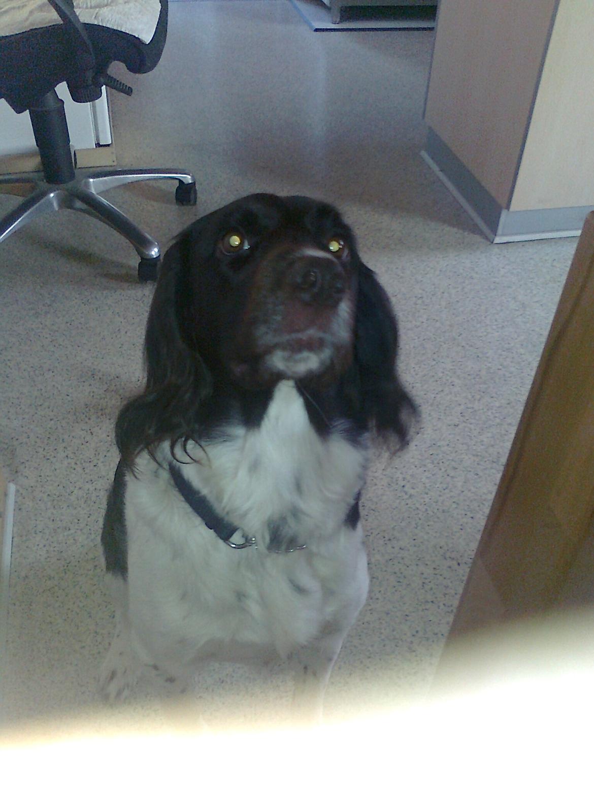 Kleiner münsterländer Ziva "Himmelhund" billede 15