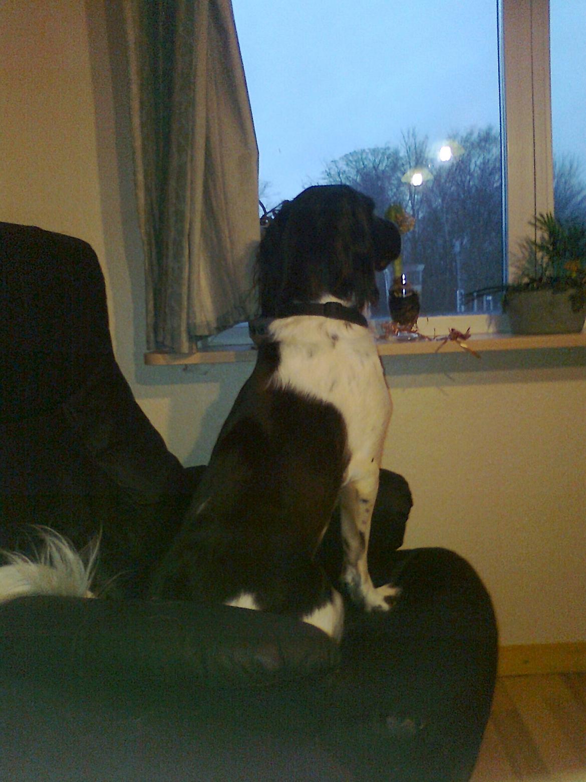 Kleiner münsterländer Ziva "Himmelhund" billede 16