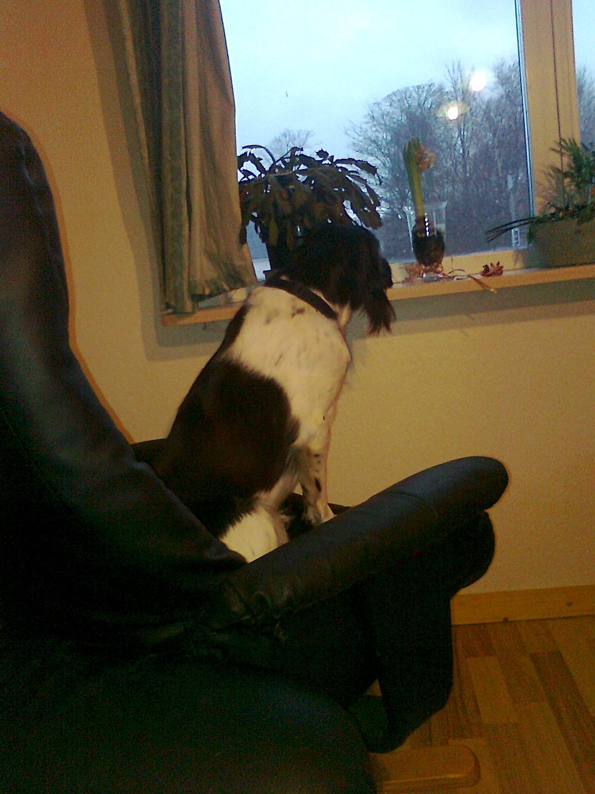 Kleiner münsterländer Ziva "Himmelhund" billede 17