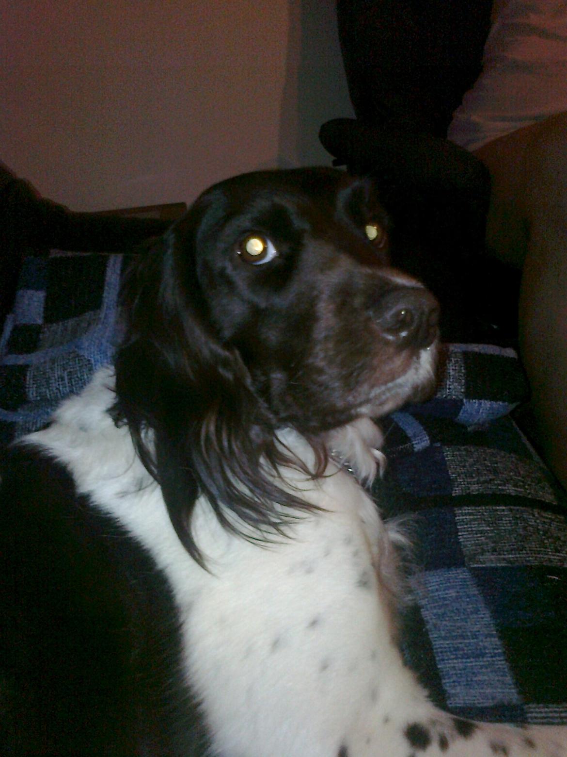 Kleiner münsterländer Ziva "Himmelhund" billede 18