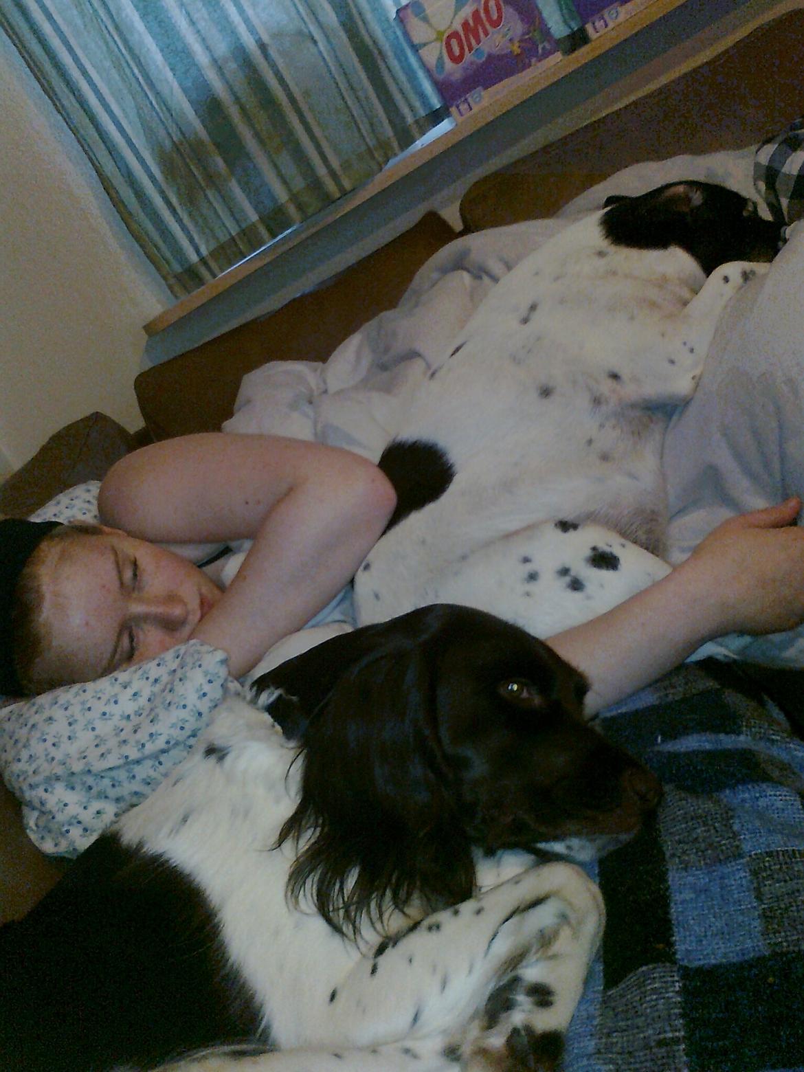 Kleiner münsterländer Ziva "Himmelhund" billede 19