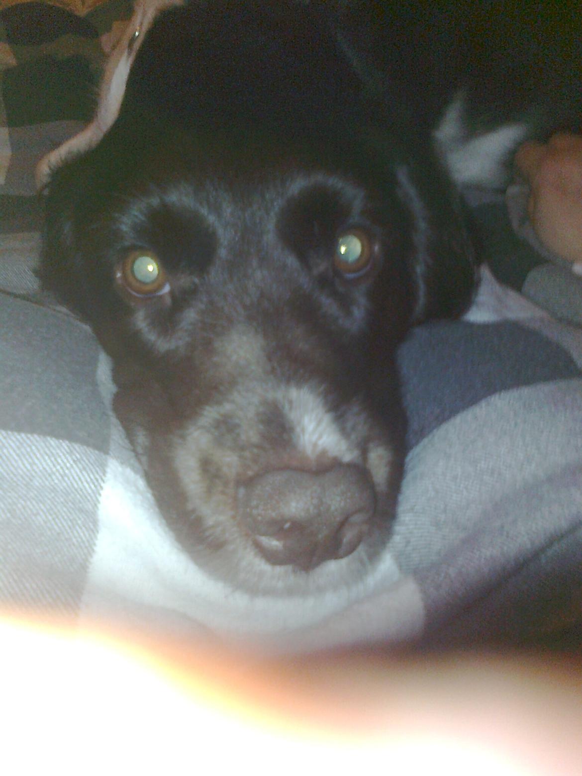 Kleiner münsterländer Ziva "Himmelhund" billede 20