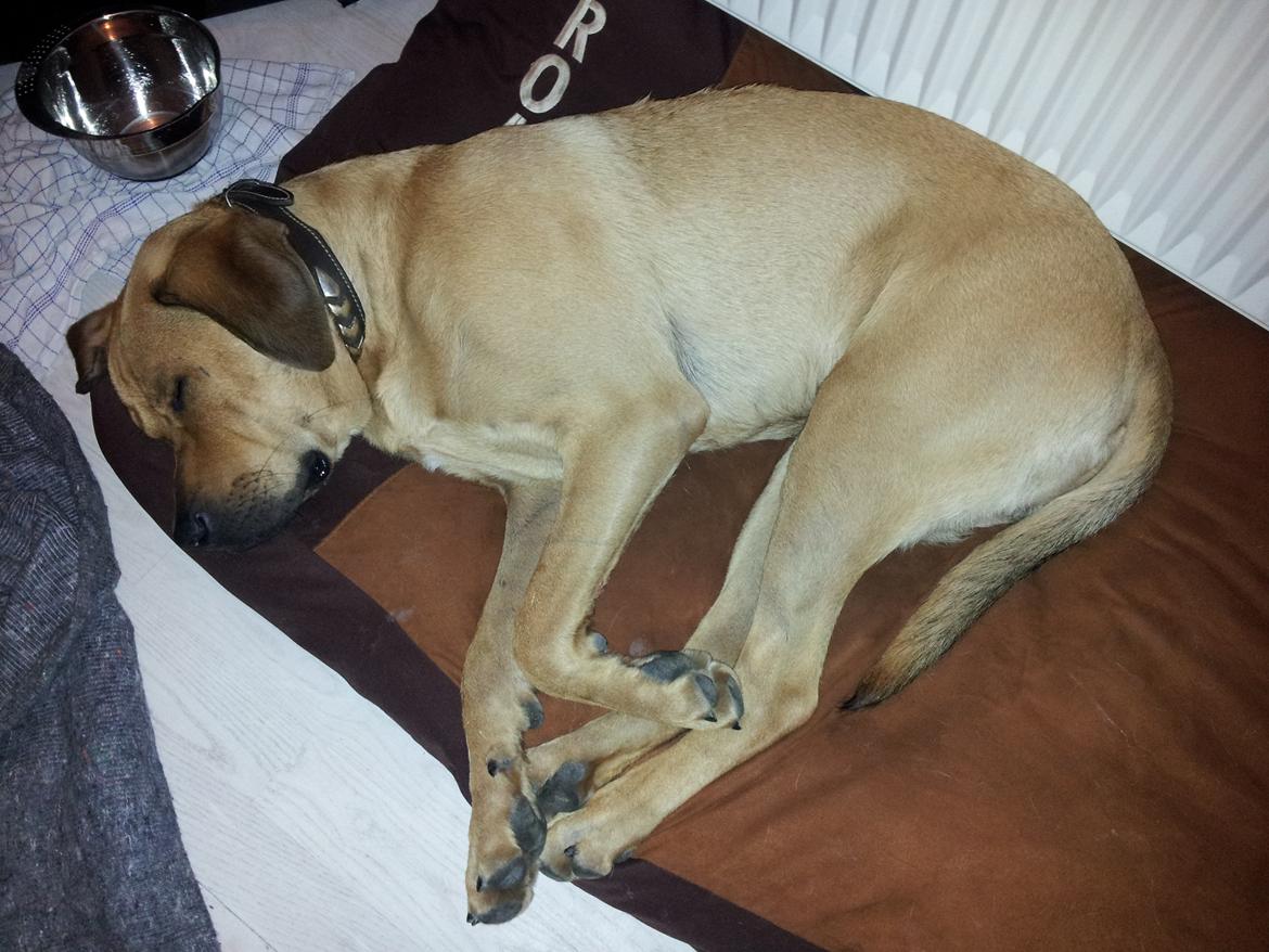 Blanding af racer Basco billede 1