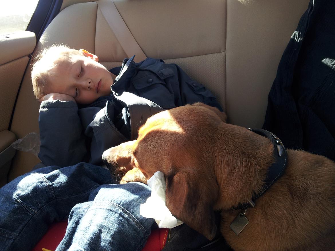 Blanding af racer Basco billede 2