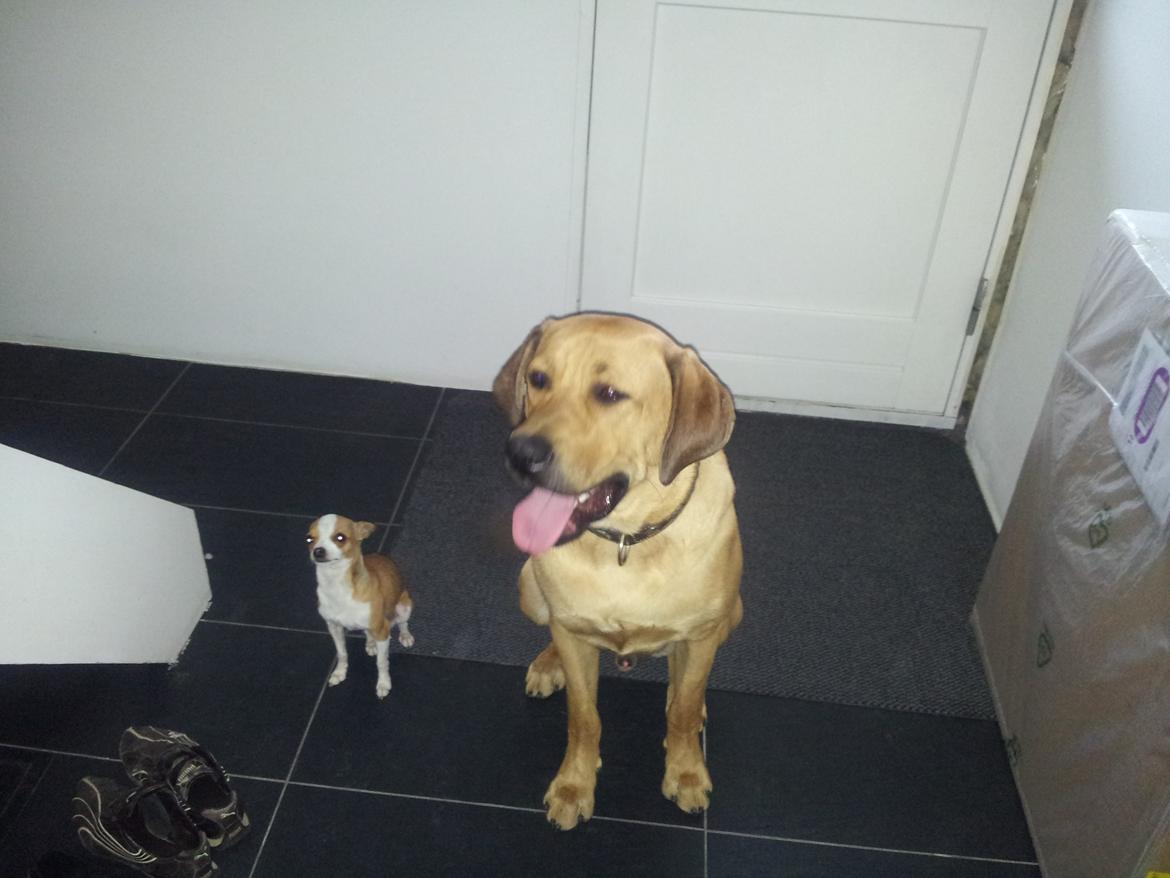 Blanding af racer Basco billede 3