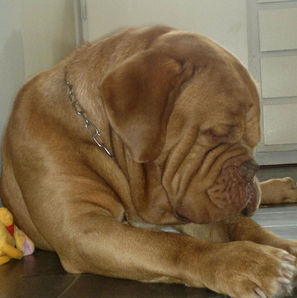 Dogue de bordeaux Meine Rottis DDB Ashley billede 6