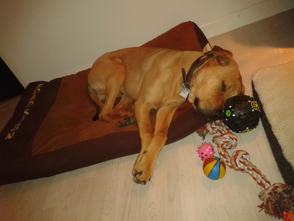 Blanding af racer Basco billede 5