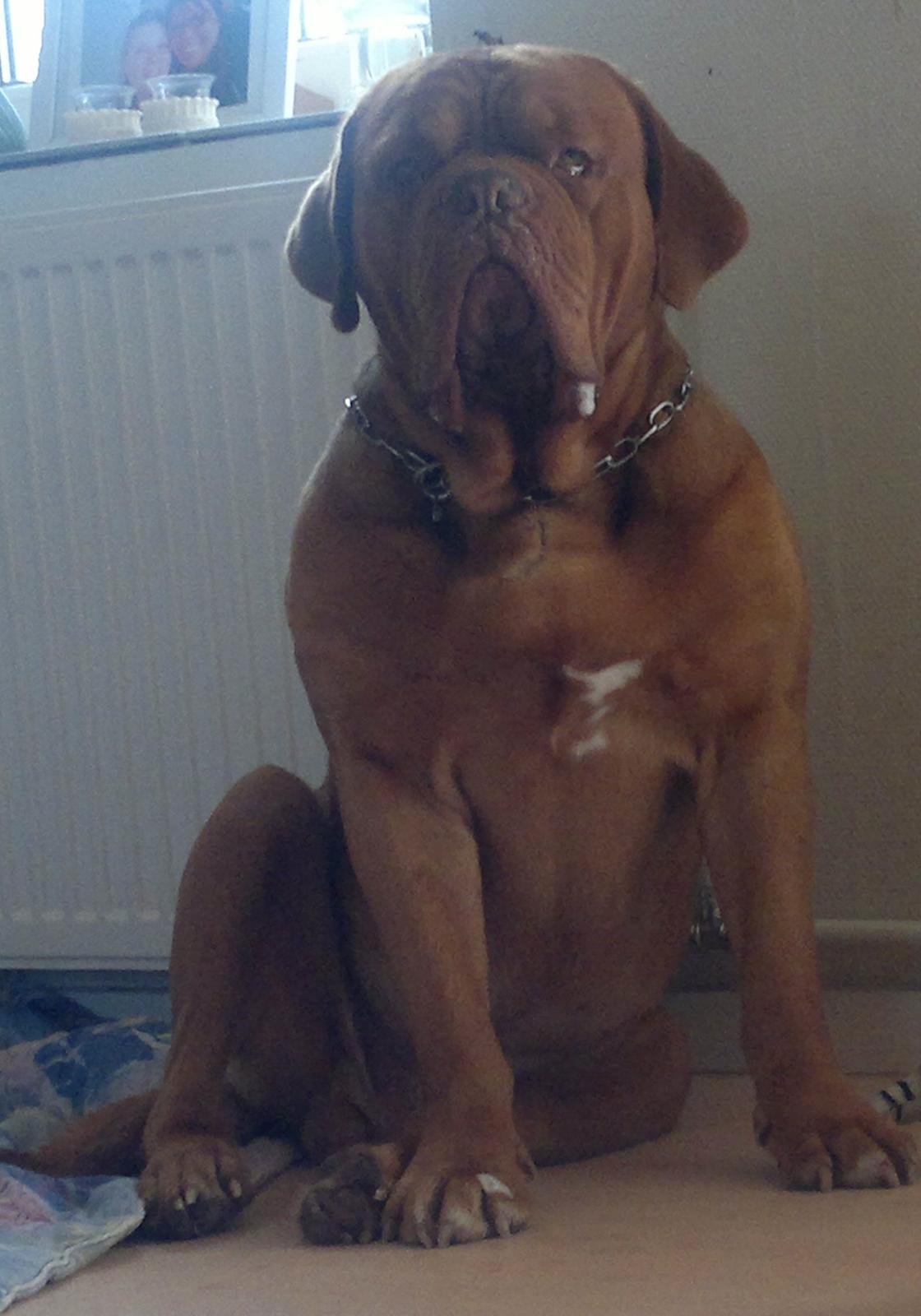 Dogue de bordeaux Meine Rottis DDB Ashley billede 7