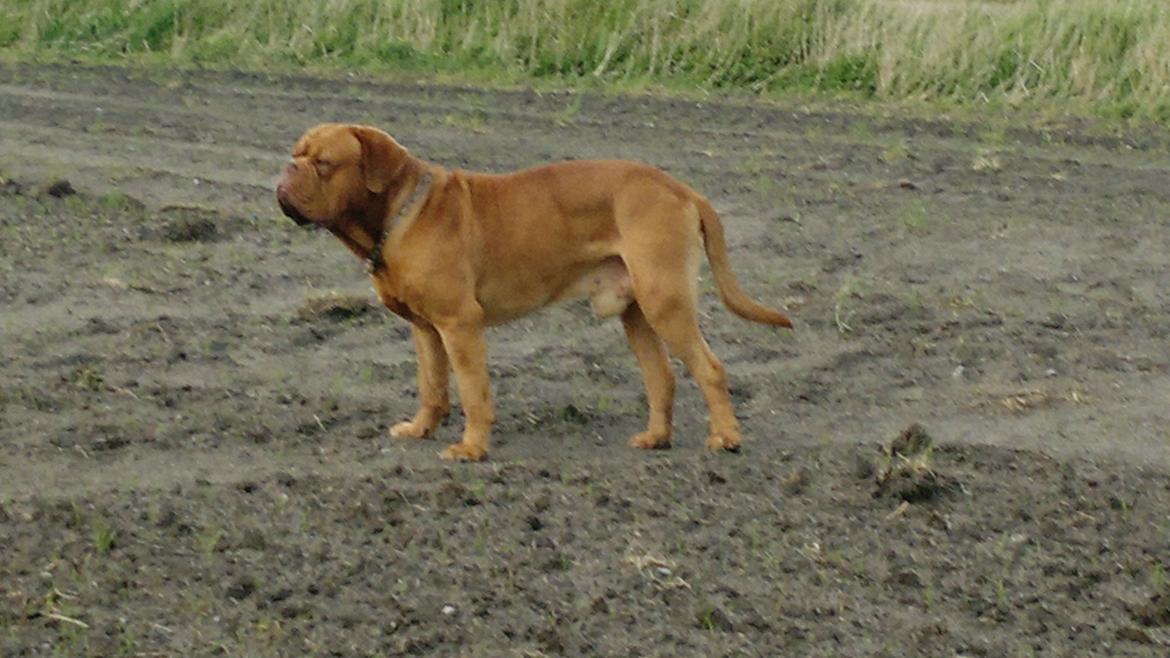Dogue de bordeaux Meine Rottis DDB Ashley billede 8