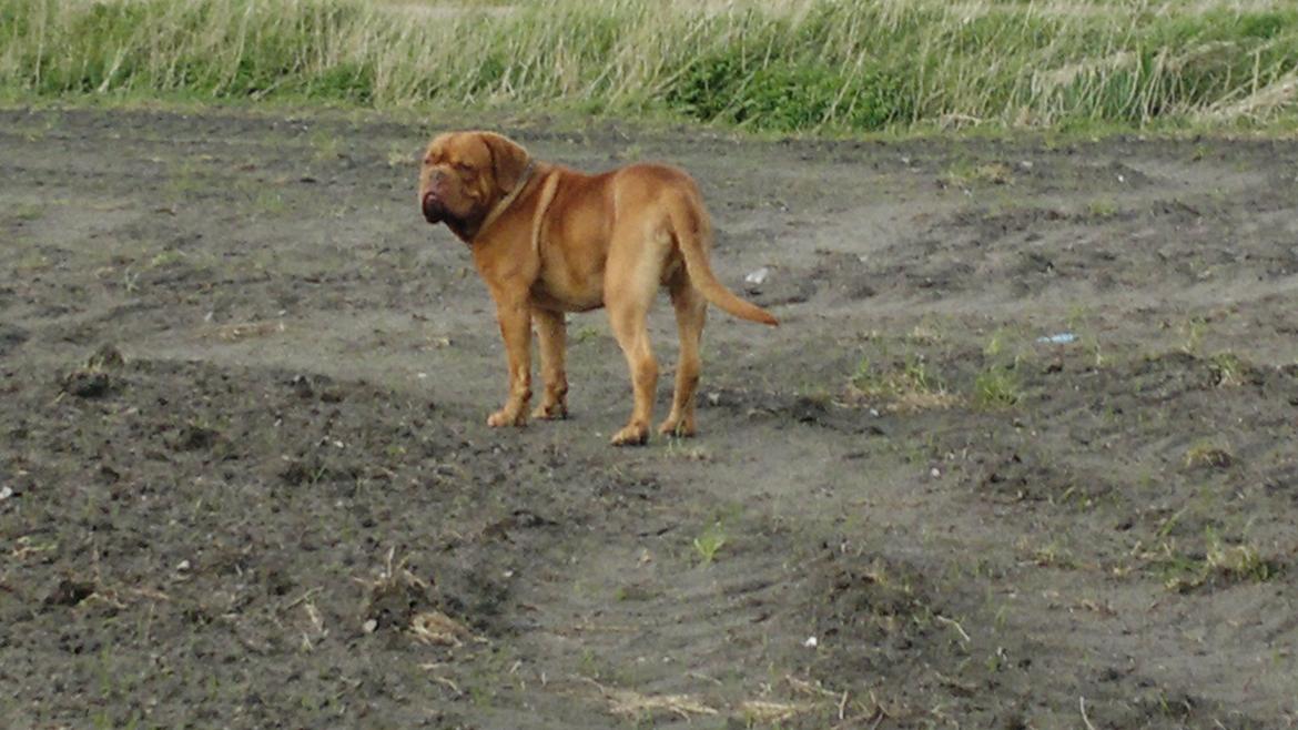 Dogue de bordeaux Meine Rottis DDB Ashley billede 9