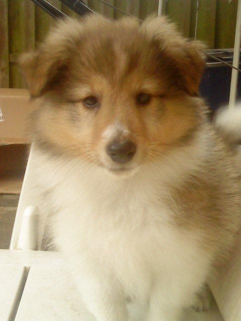 Shetland sheepdog Lillebror - Lillebror som hvalp billede 2