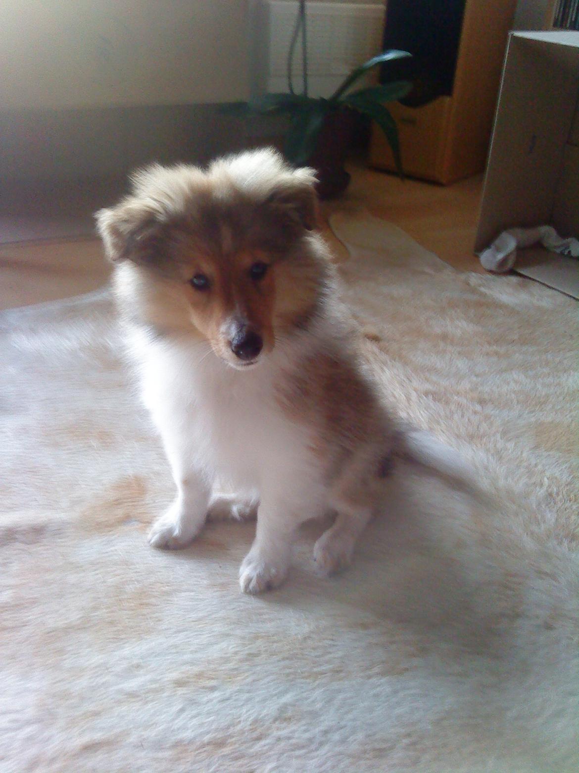 Shetland sheepdog Lillebror - (-: billede 3