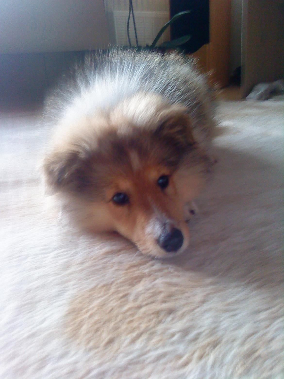 Shetland sheepdog Lillebror - Cute billede 4