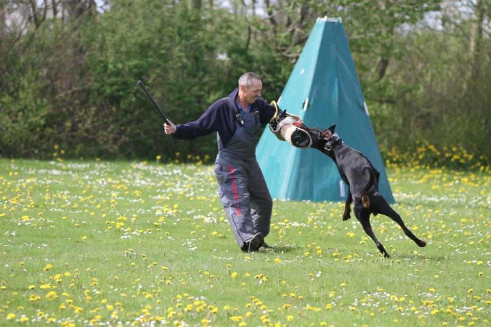 Dobermann Dobergaarden F. Diesel billede 1
