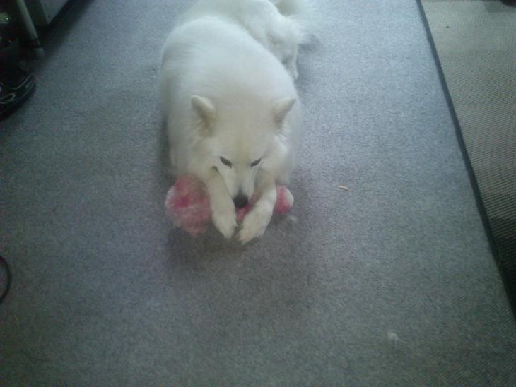 Blanding af racer Simba/simmergøj *RIP 26/6-2012* - Min bamse!!!  billede 1